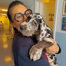 Clinica dei Piccoli Animali Dott. Lucia Coppi - immagine 2